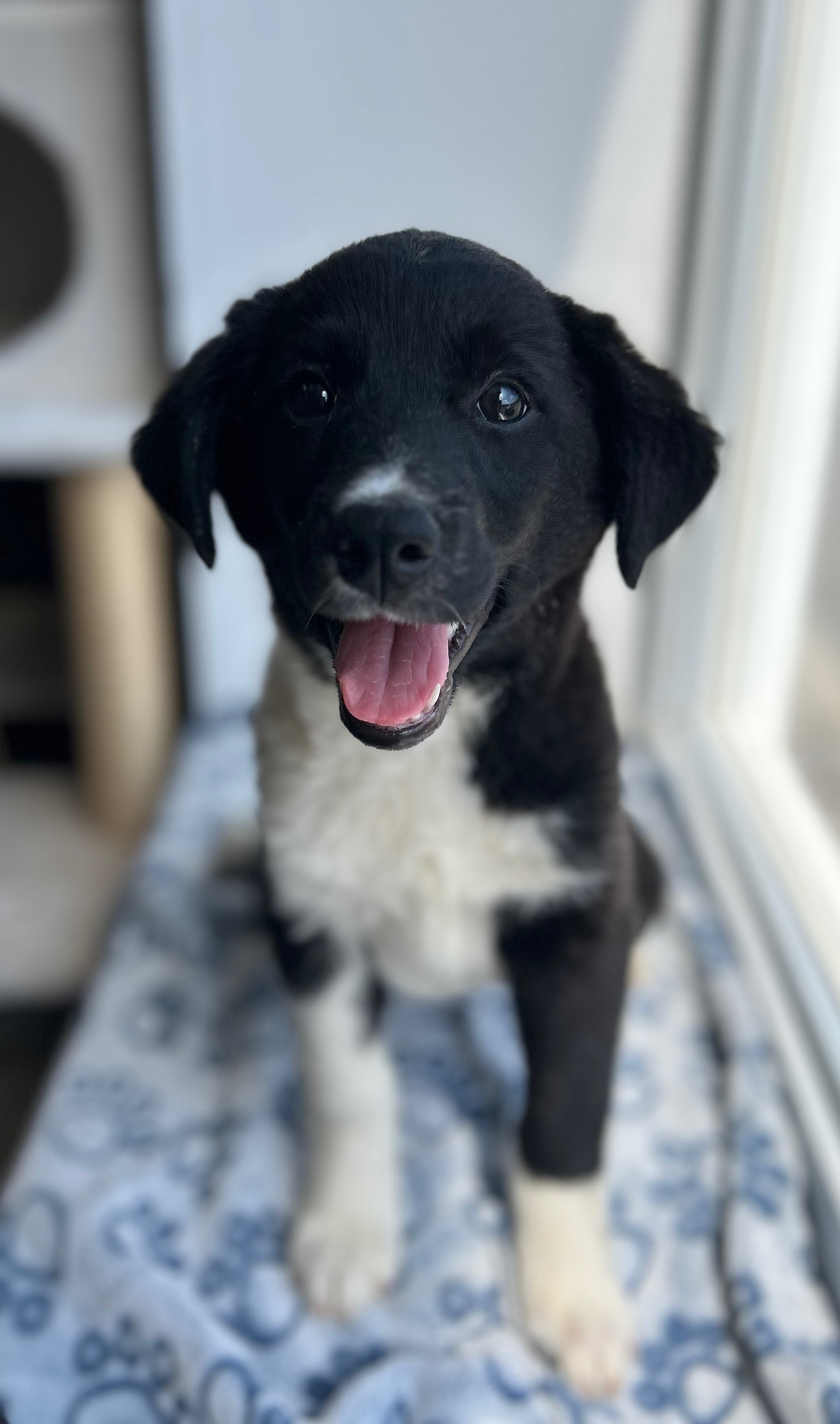 Molly