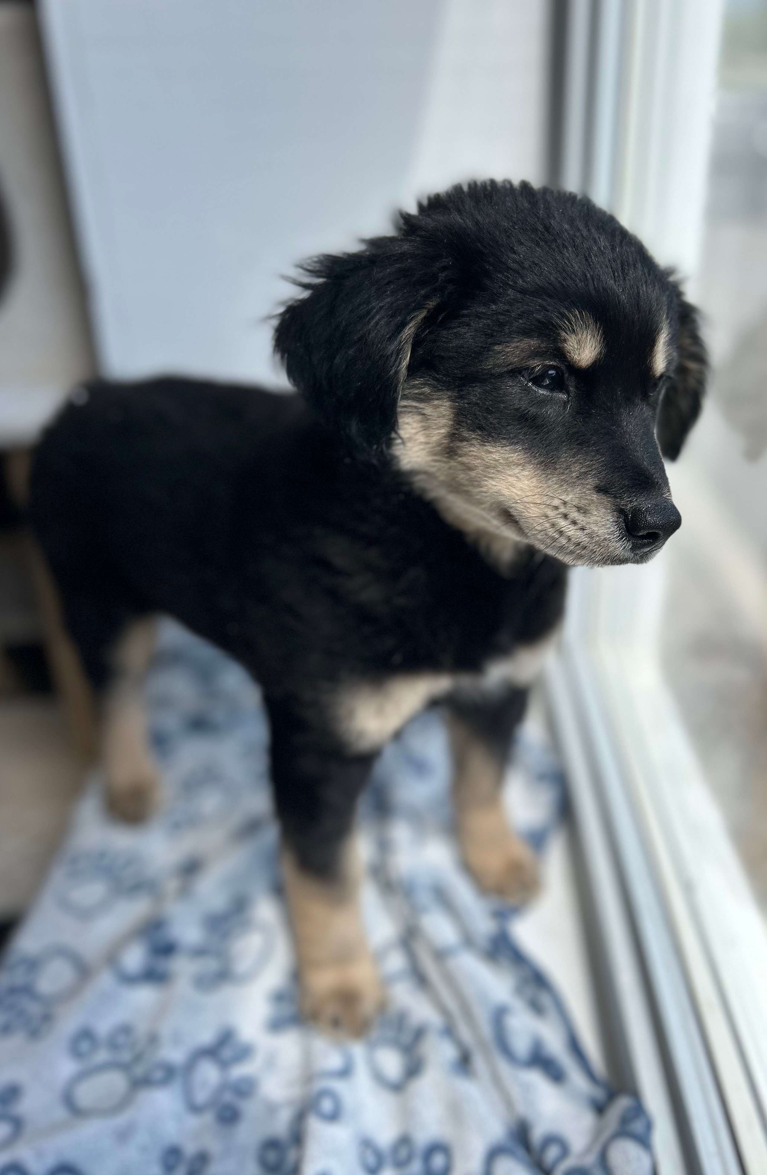 Millie