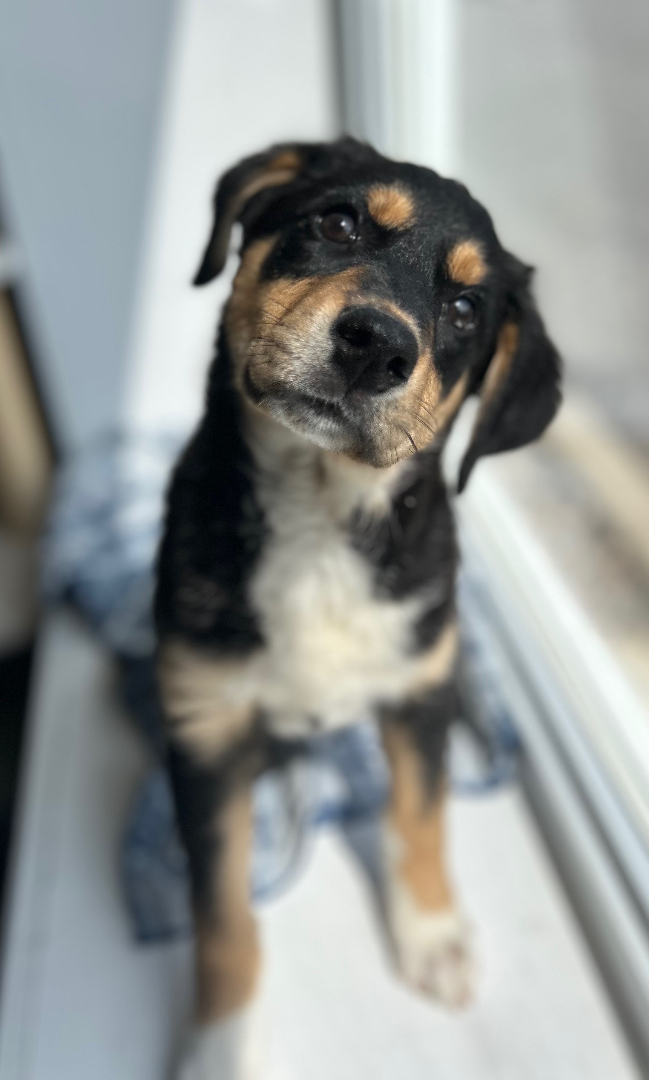 Malia