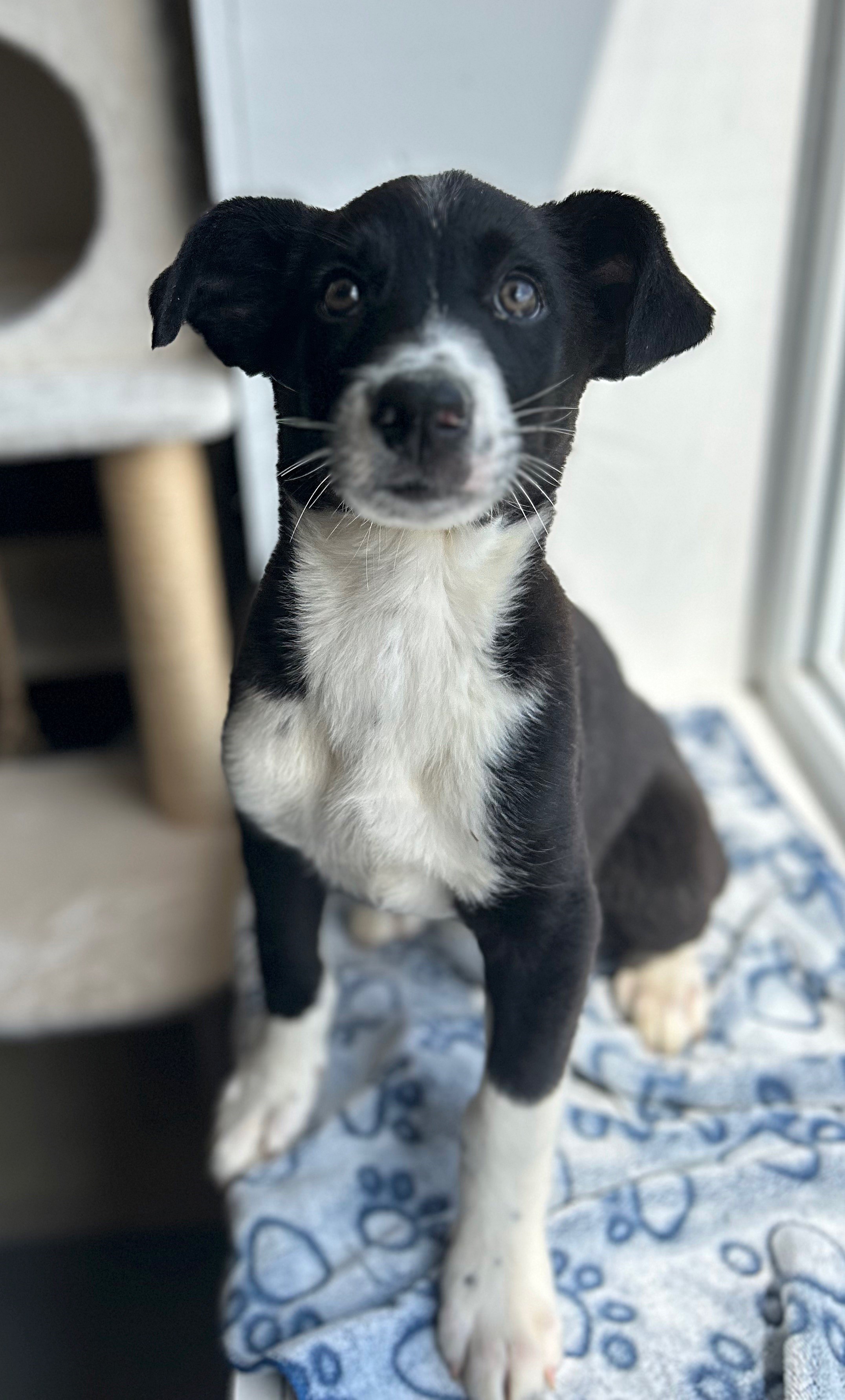 Mack