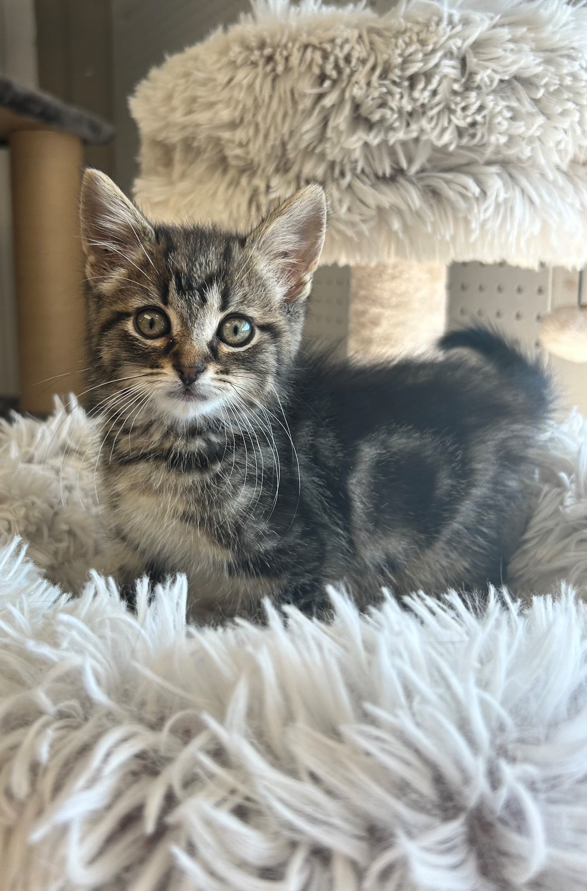 Pepper