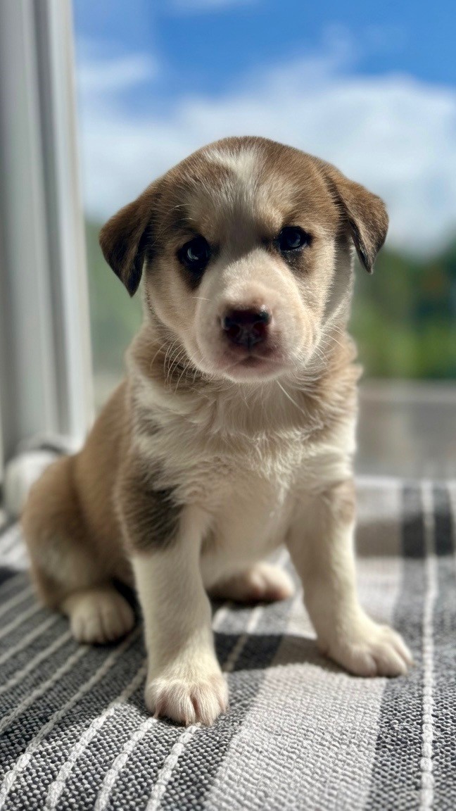 Dex