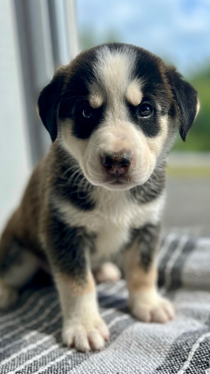 Diego