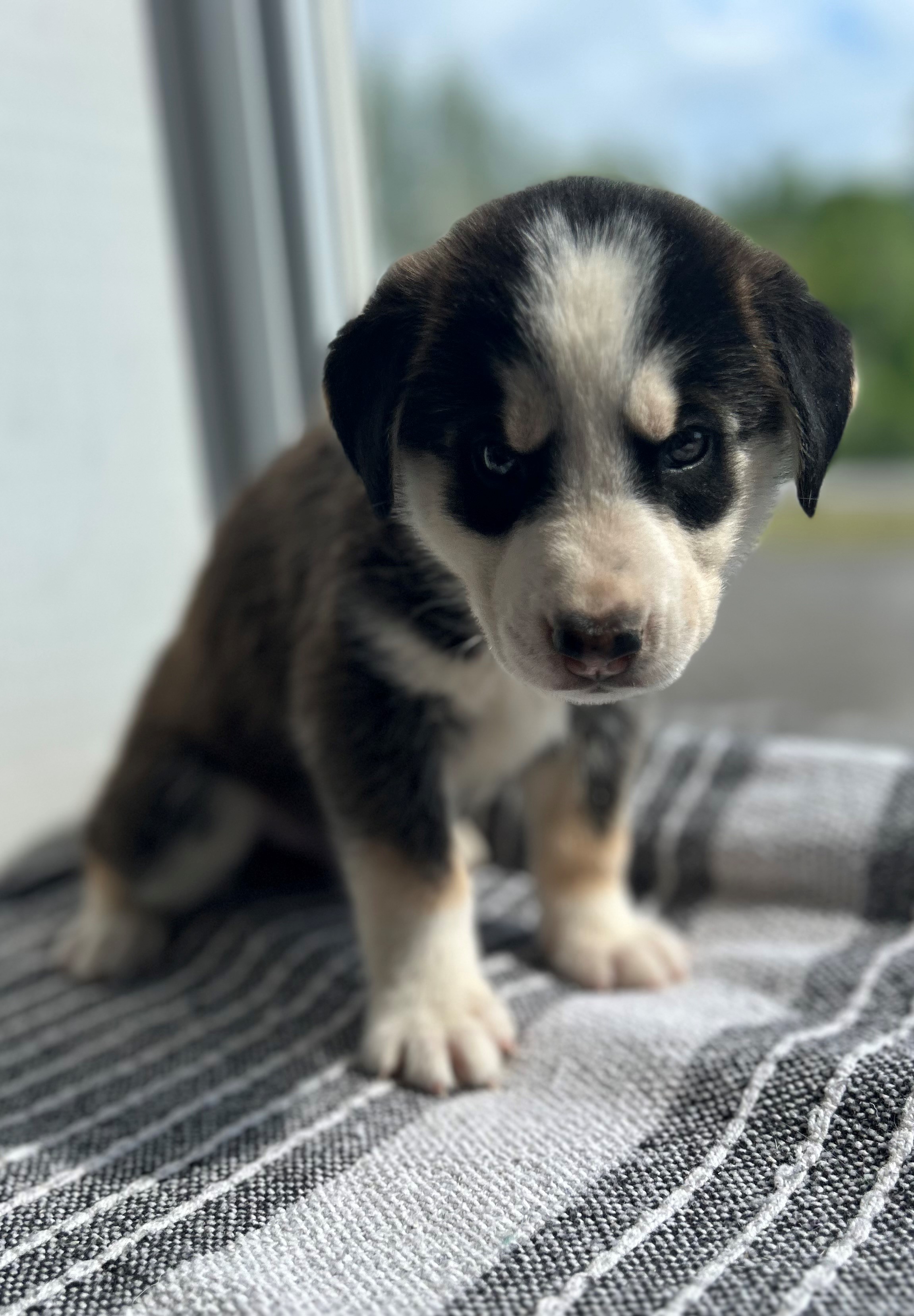 Diego
