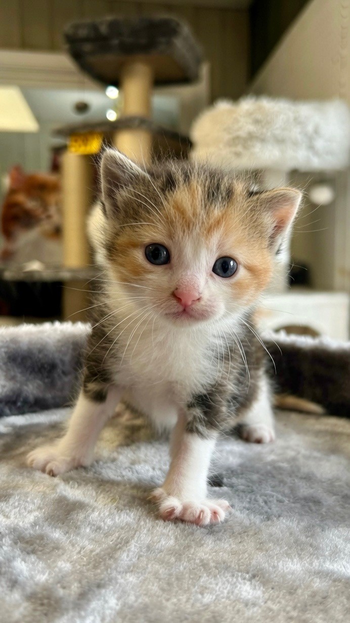 Mimi