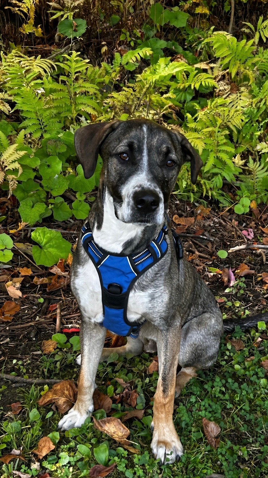 Rosco