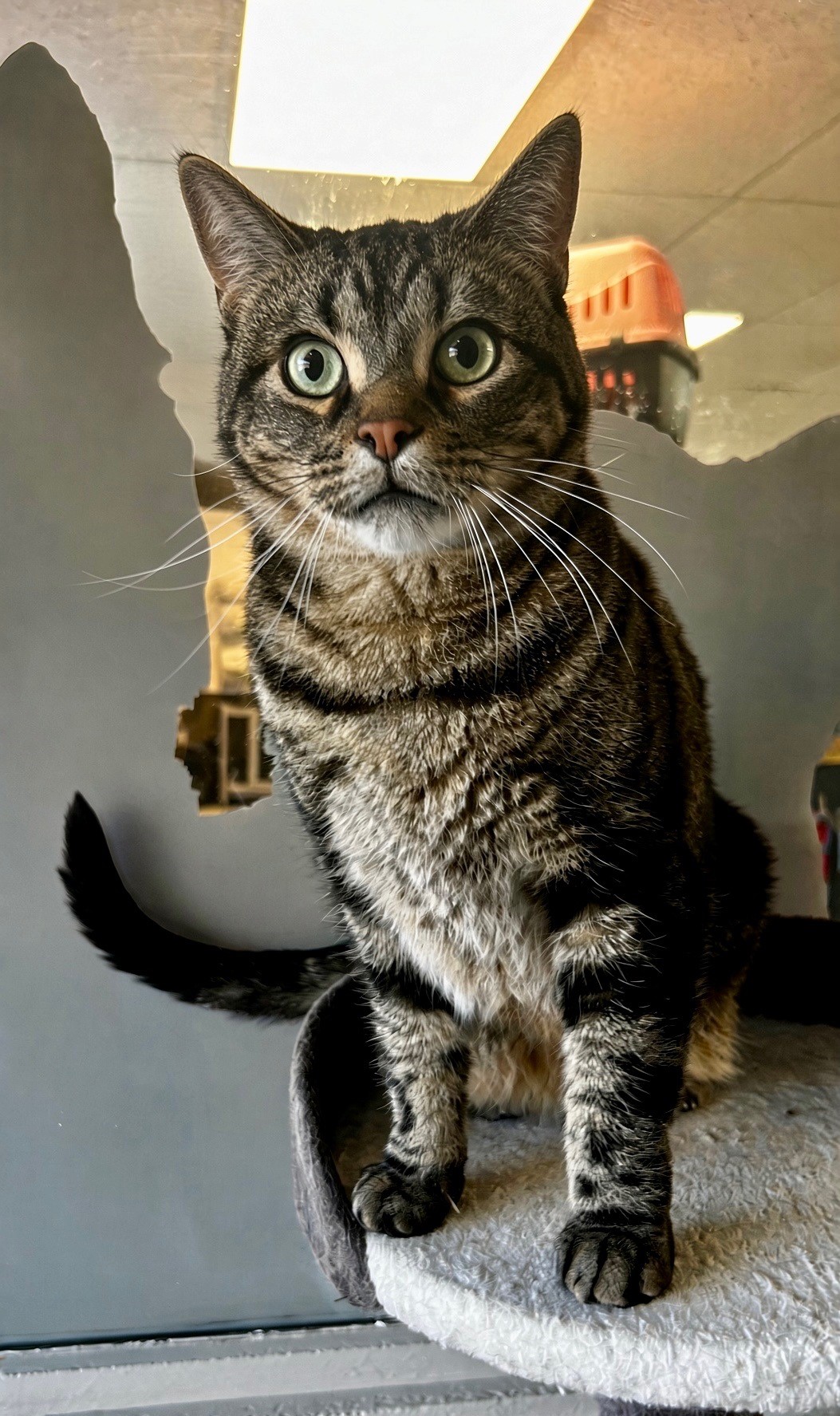 Pablo