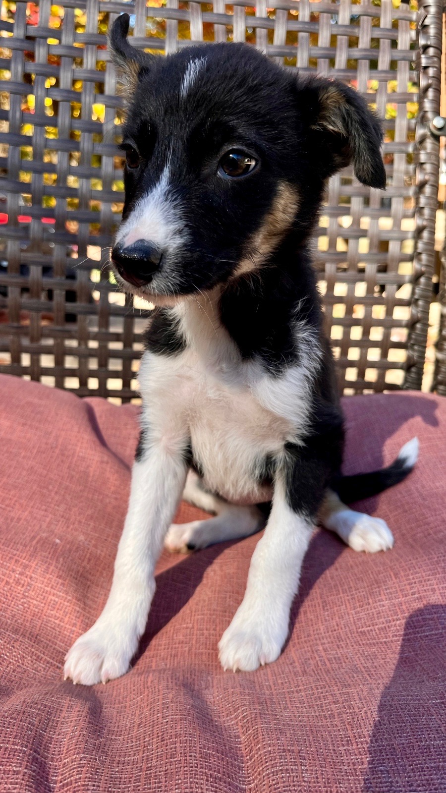 Perla